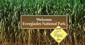 Excursión a los Everglades
